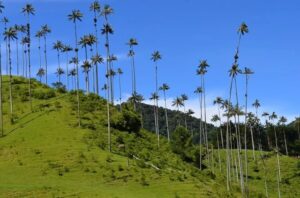 Valle del Cocora en Salento Quindio