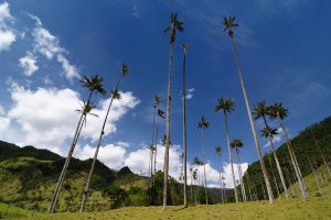 cocora
