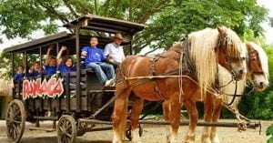 panaca-carros-caballos