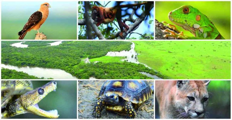 biodiversidad de colombia
