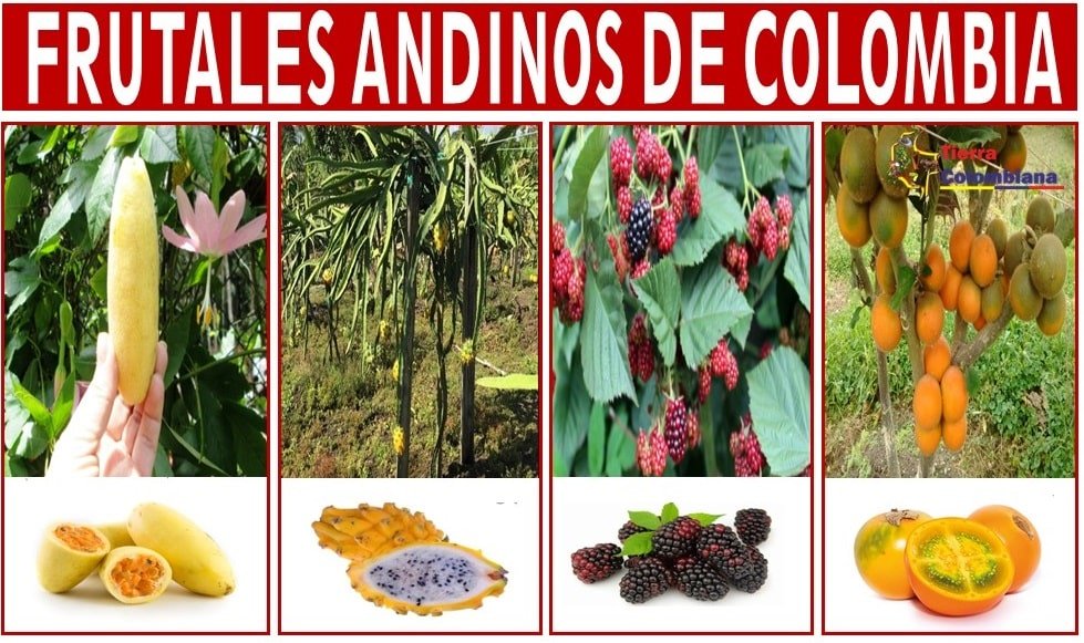 frutales andinos