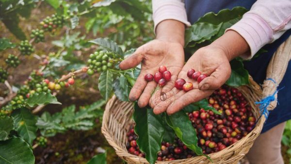 variedades de cafe en antioquia
