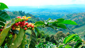 Cafetal en el Huila