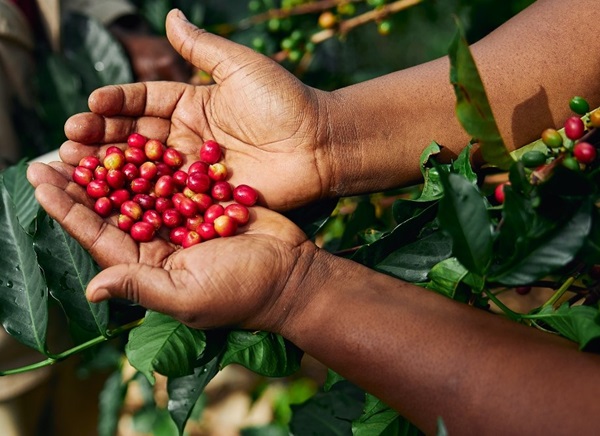 Producción de café colombiano
