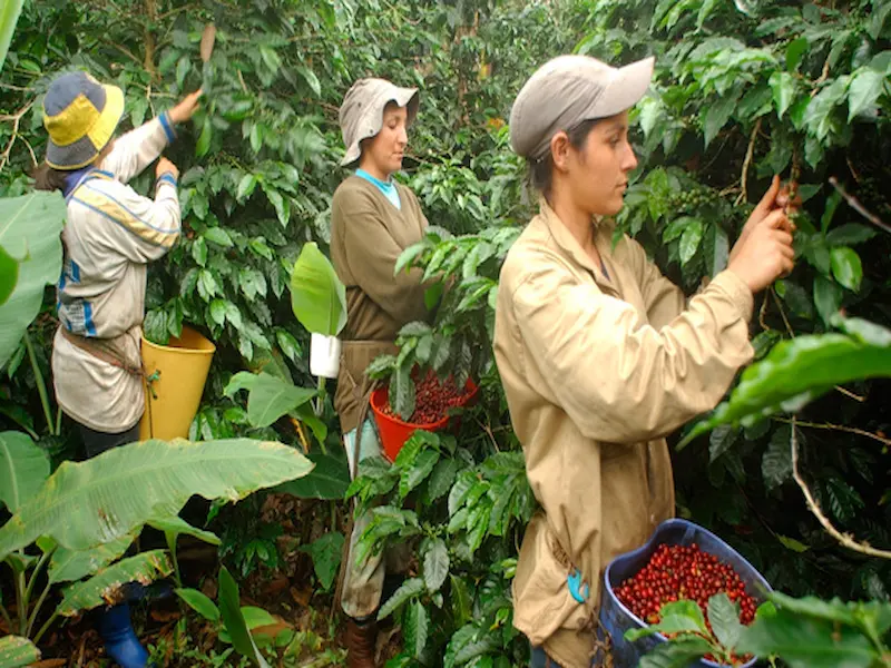 Producción de café colombiano frente a posibles aranceles en Estados Unidos