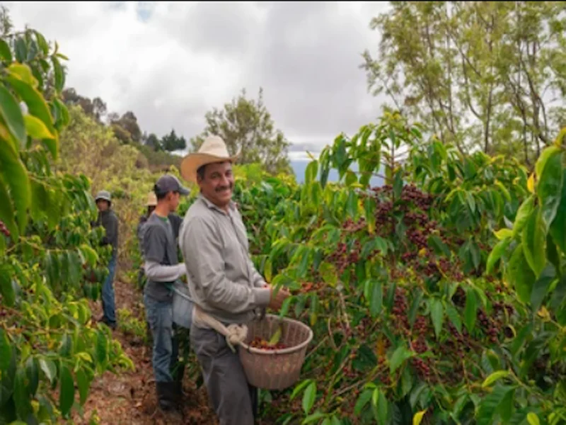 Cafetales en regiones cálidas de Colombia recuperadas gracias al café Umbral